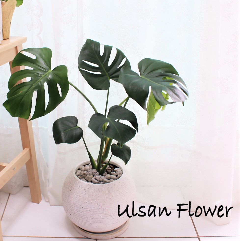 �󼼳��뺸��