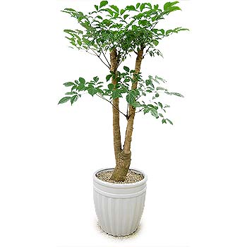 �󼼳��뺸��