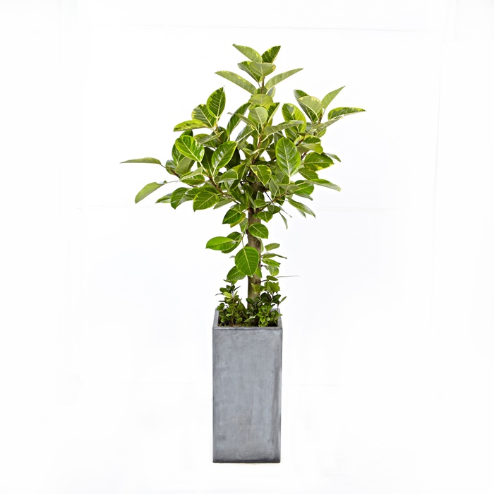 �󼼳��뺸��