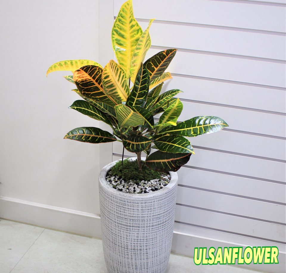 �󼼳��뺸��