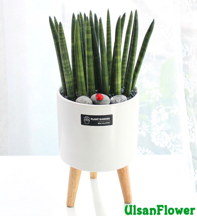 �󼼳��뺸��