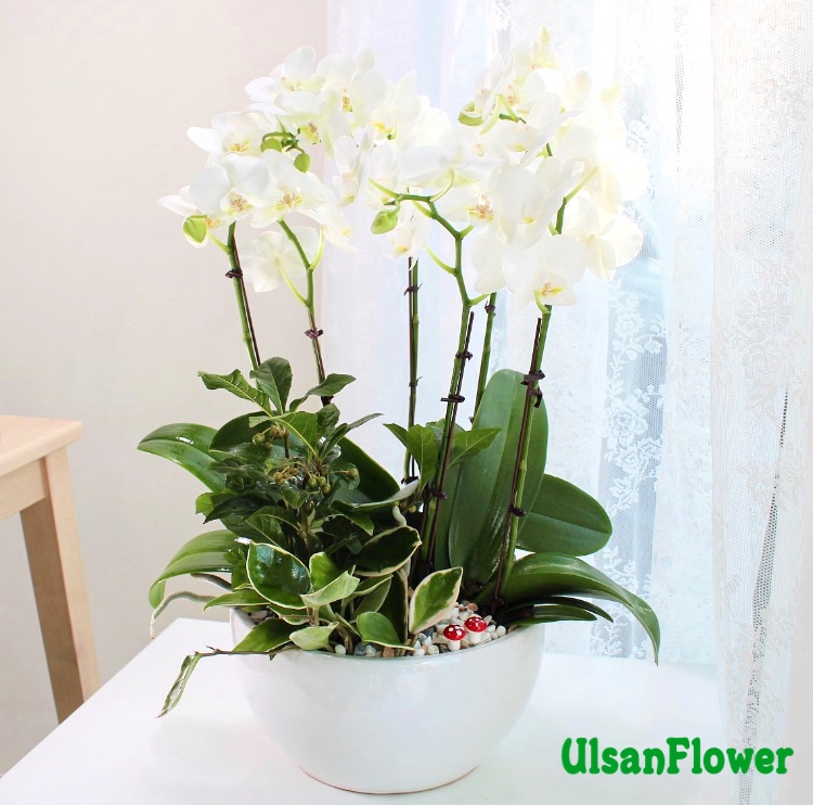 �󼼳��뺸��