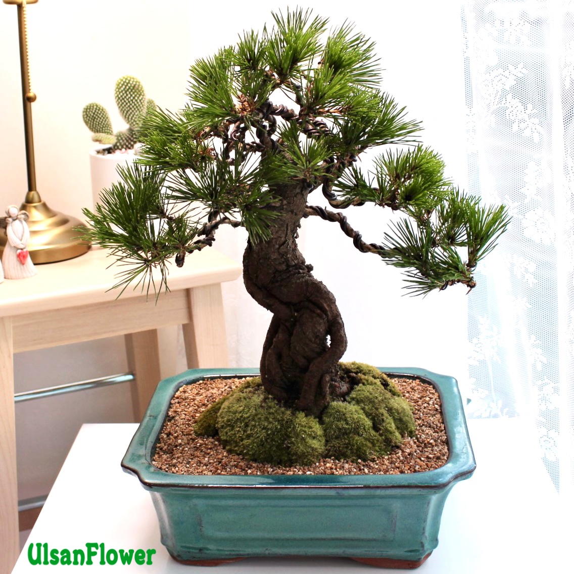 �󼼳��뺸��