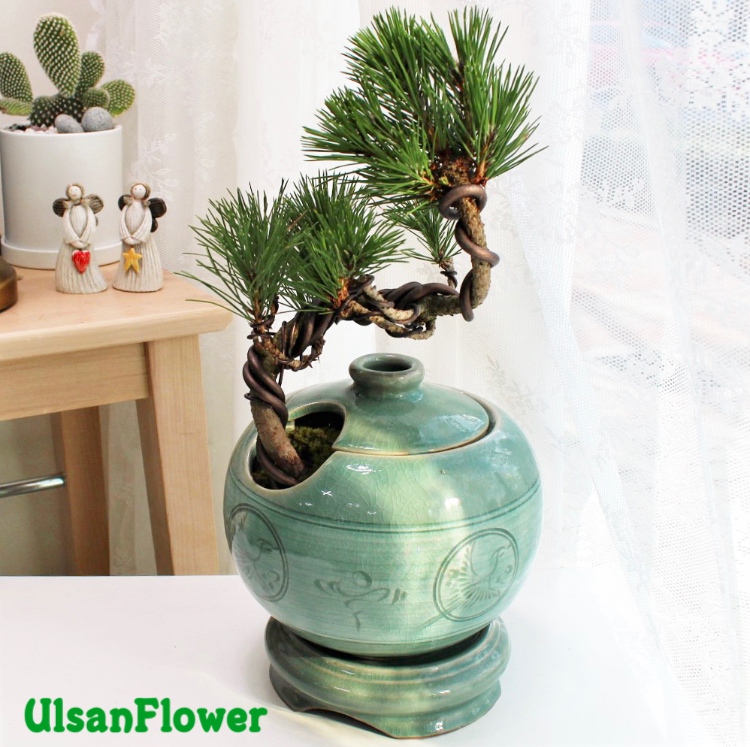 �󼼳��뺸��