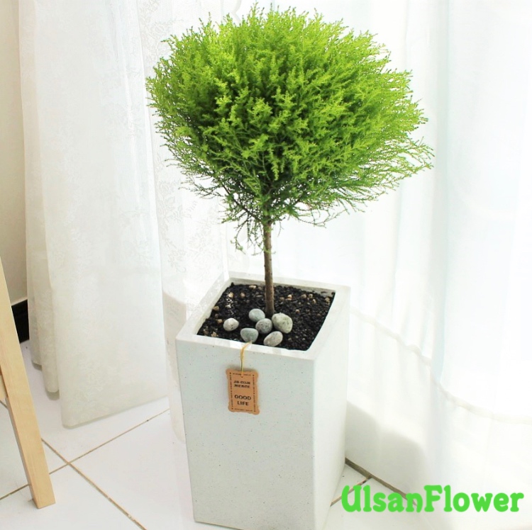 �󼼳��뺸��