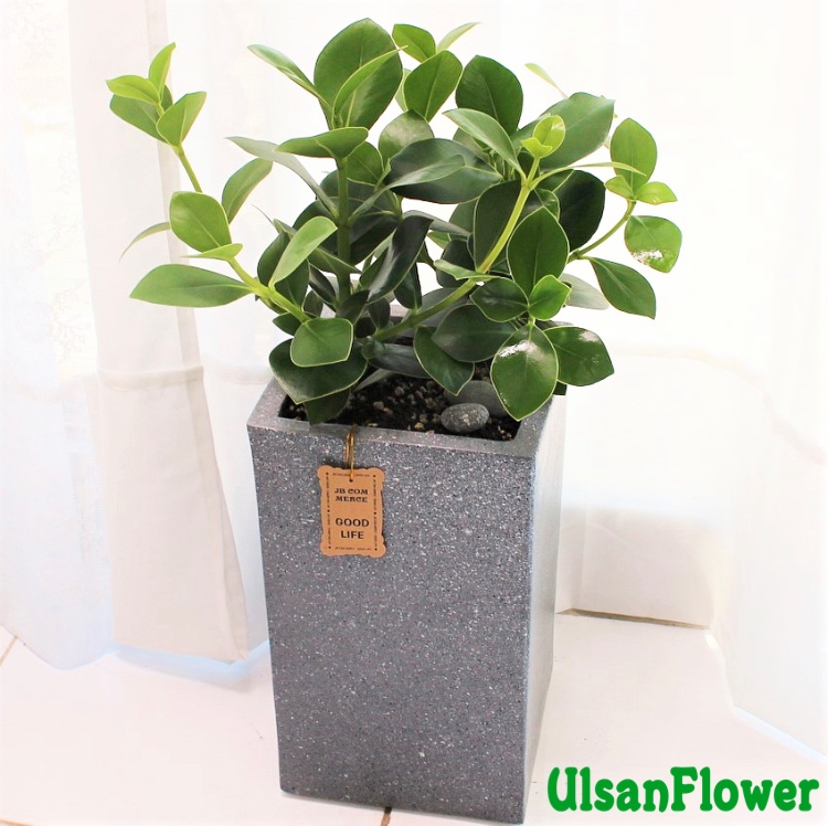 �󼼳��뺸��