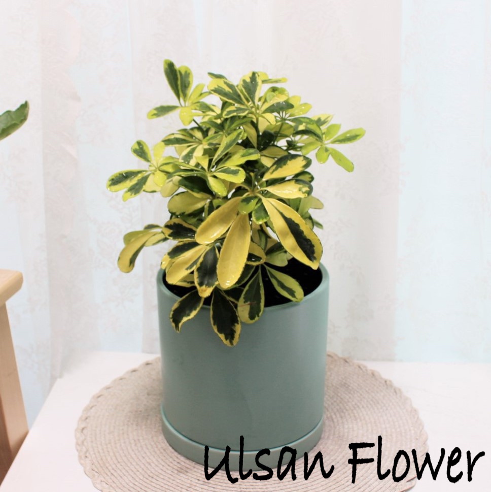 �󼼳��뺸��