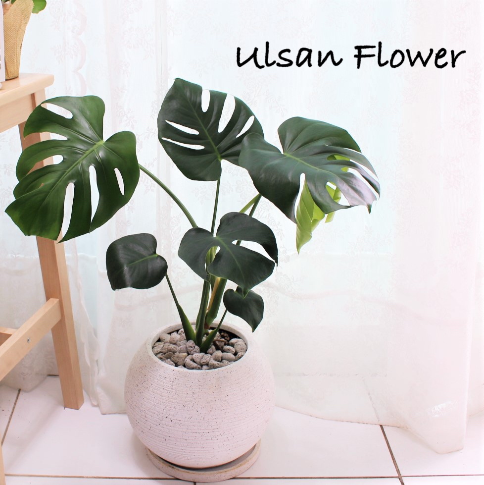 �󼼳��뺸��