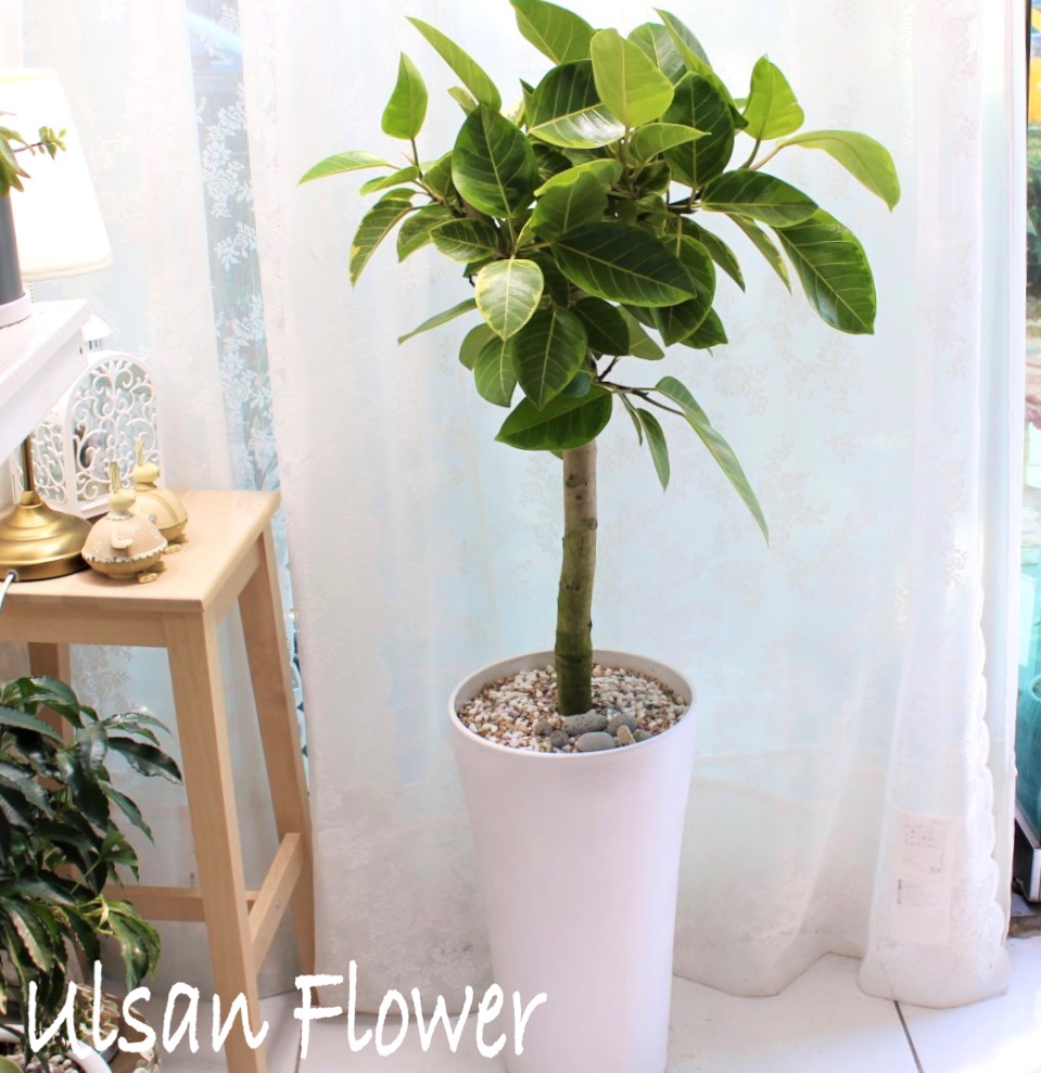 �󼼳��뺸��