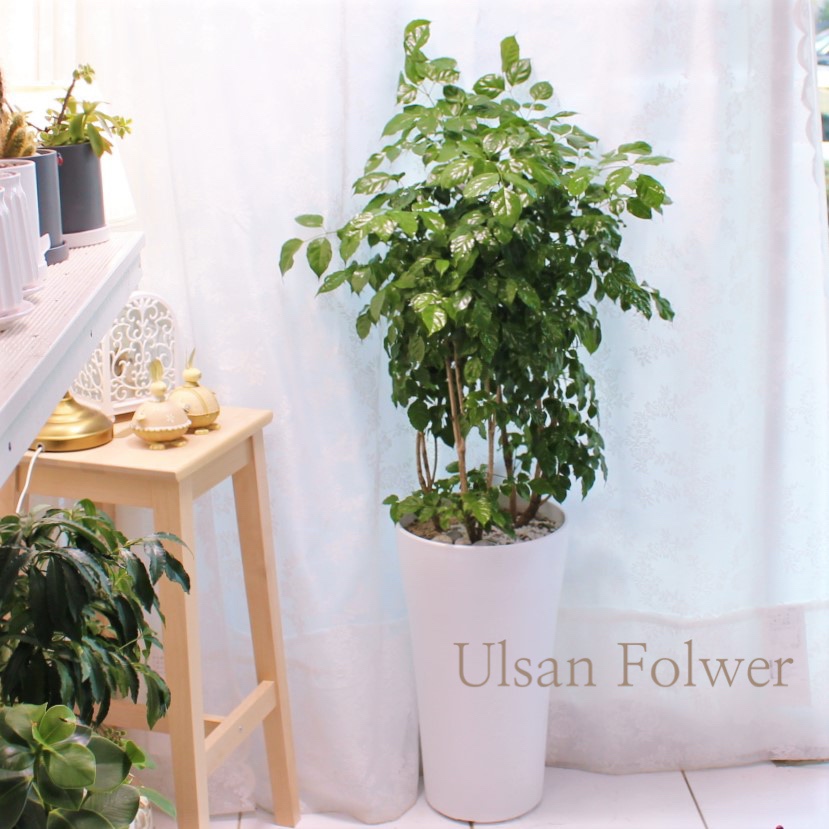 �󼼳��뺸��