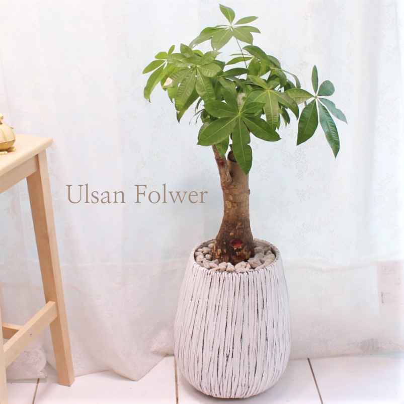 �󼼳��뺸��