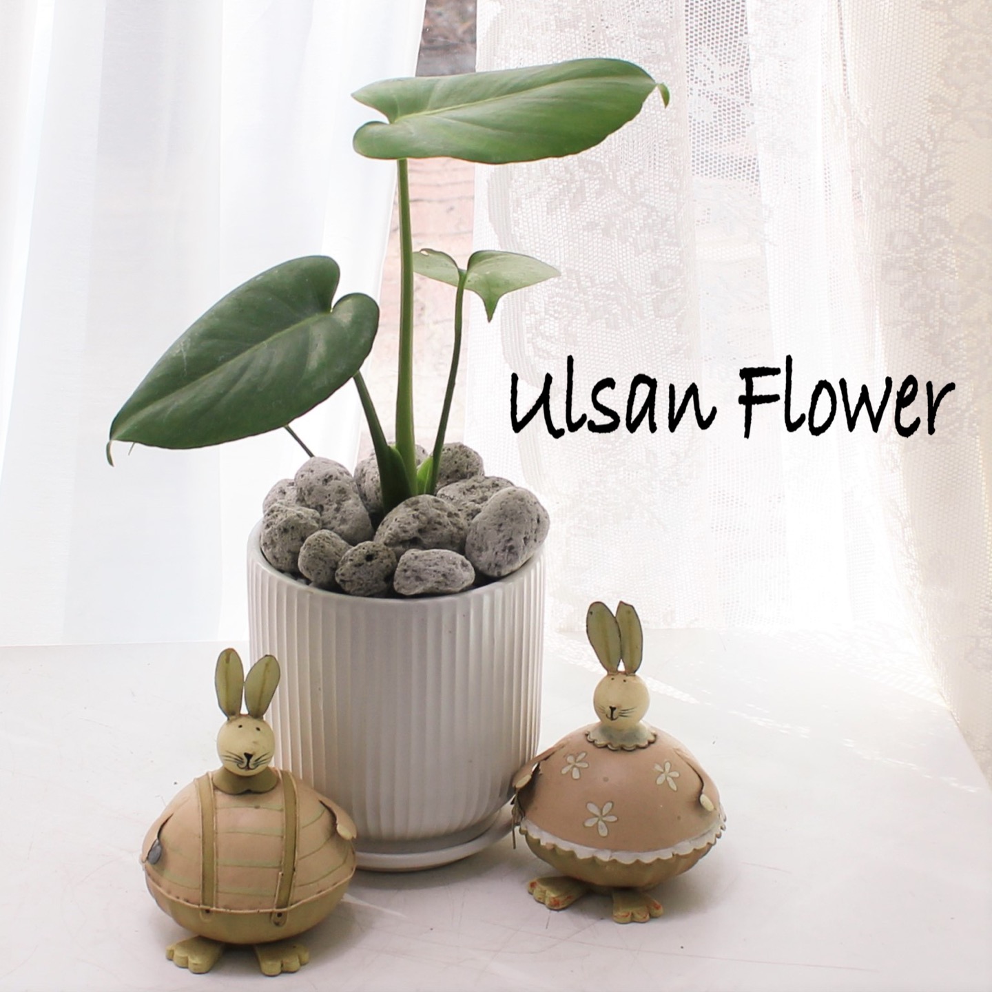 �󼼳��뺸��