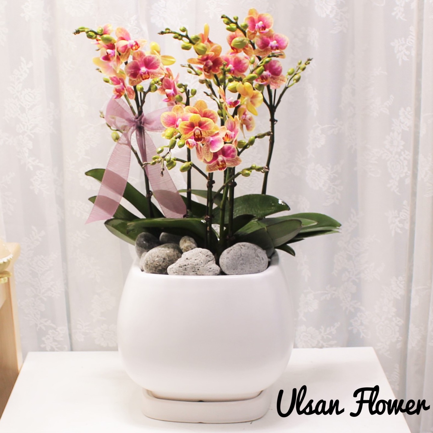 �󼼳��뺸��