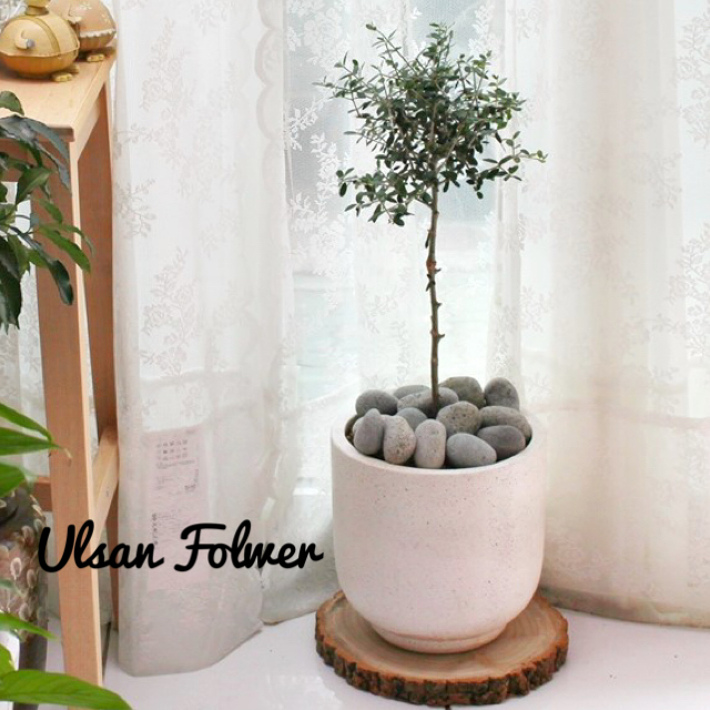 �󼼳��뺸��