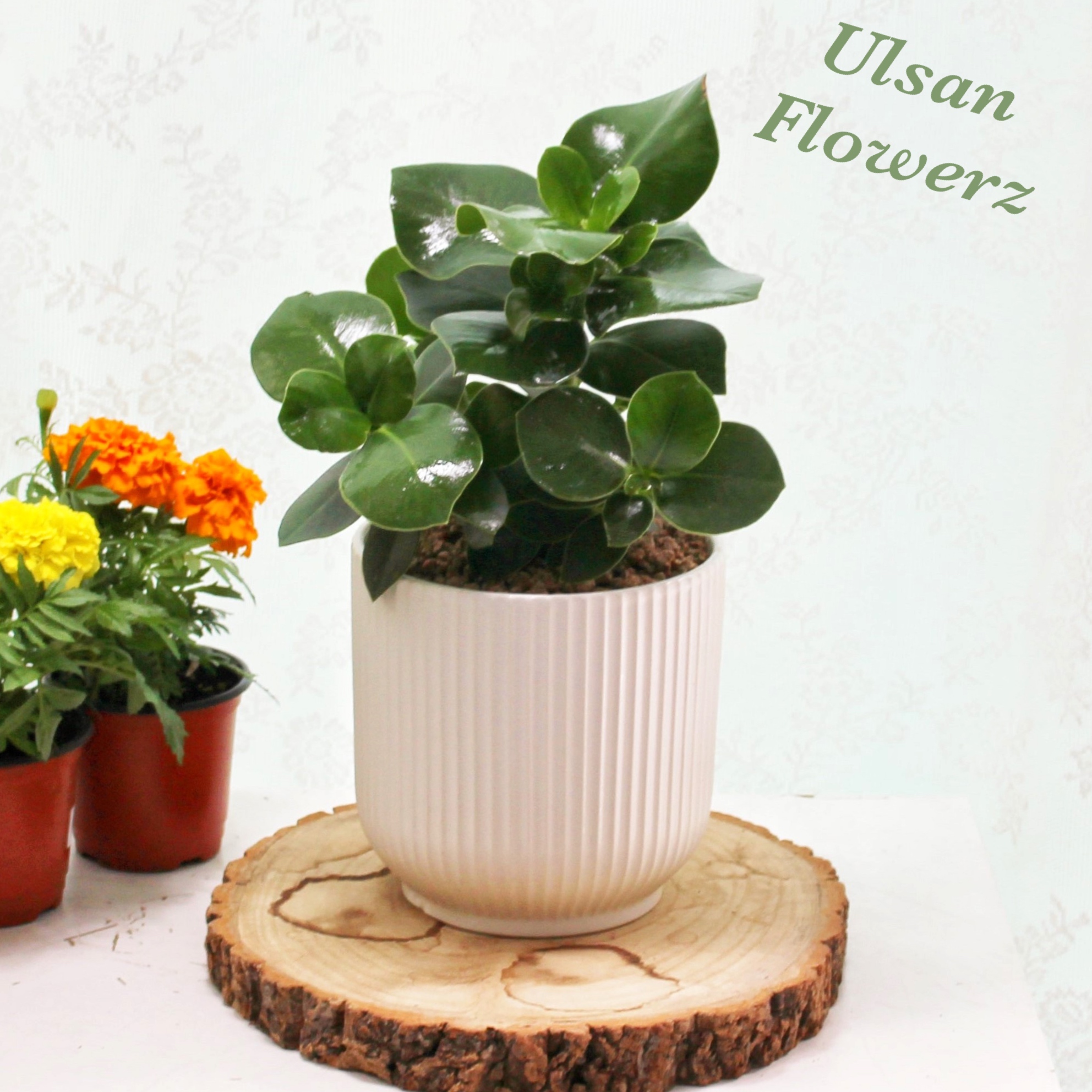 �󼼳��뺸��