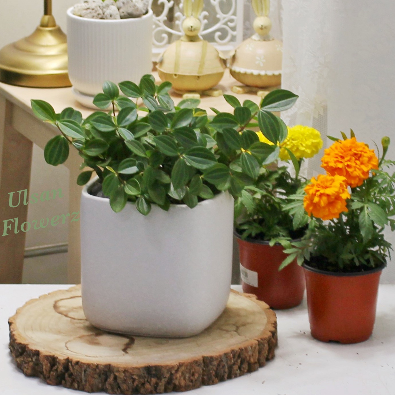 �󼼳��뺸��