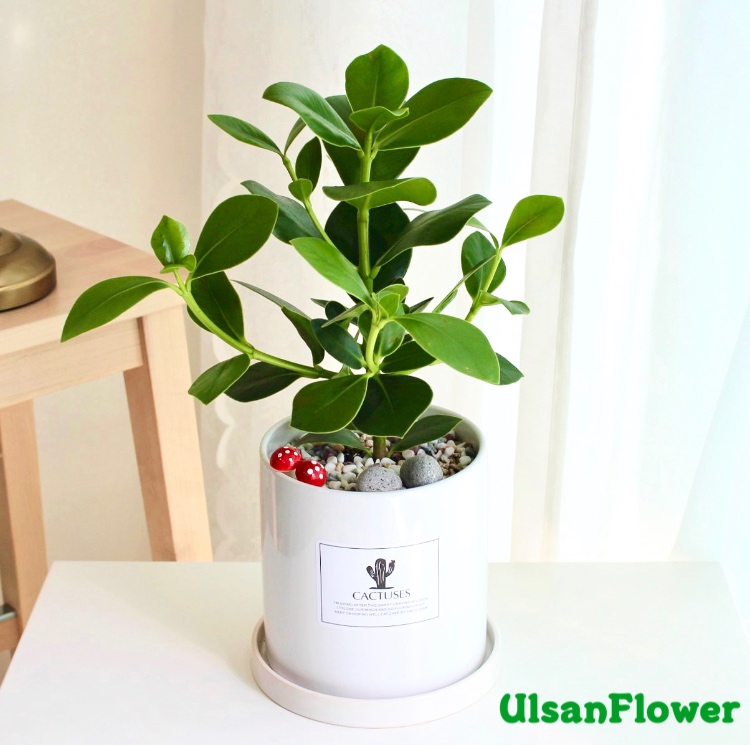 �󼼳��뺸��