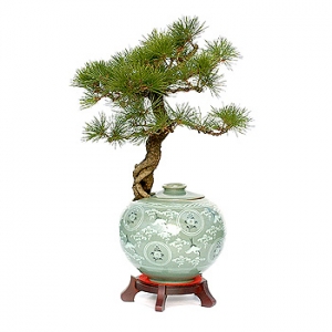 �󼼳��뺸��