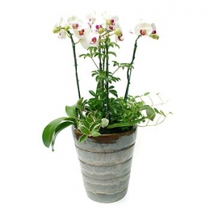 �󼼳��뺸��