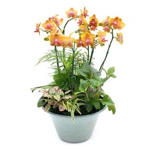 �󼼳��뺸��