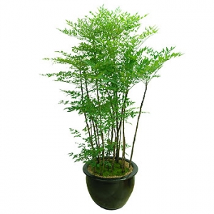 �󼼳��뺸��