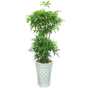 �󼼳��뺸��