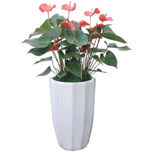 �󼼳��뺸��