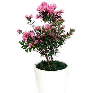 �󼼳��뺸��