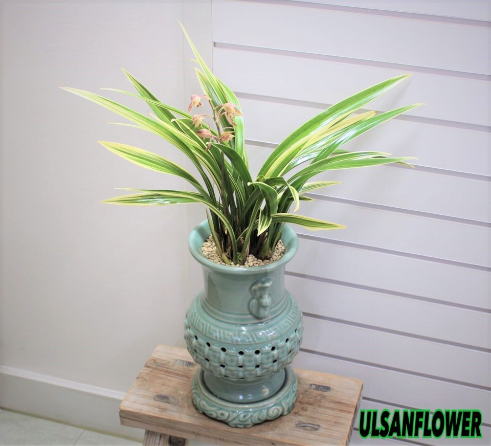 �󼼳��뺸��