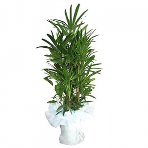 �󼼳��뺸��