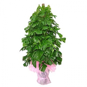 �󼼳��뺸��