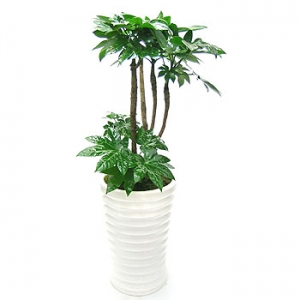 �󼼳��뺸��