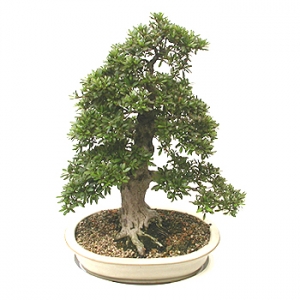 �󼼳��뺸��