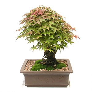 �󼼳��뺸��