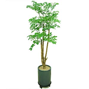 �󼼳��뺸��