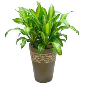 �󼼳��뺸��